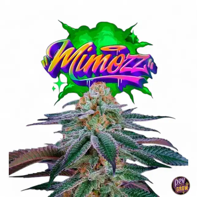 Mimozz Perfect Tree