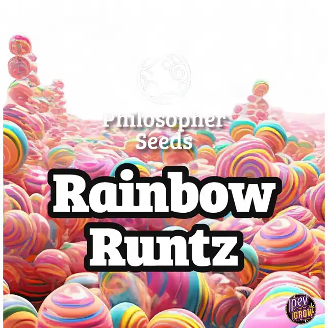 Rainbow Runtz Philosopher Seeds