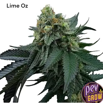 Lime Ozz Feminized Seeds by...