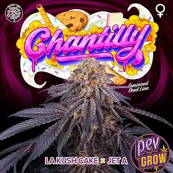 Chantilly Feminizētas...