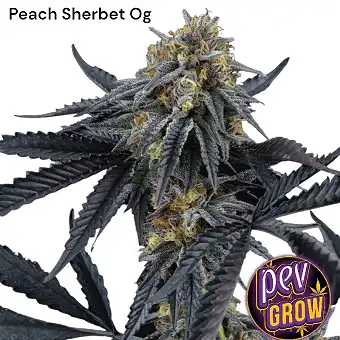 Peach Sherbert OG nőstény...