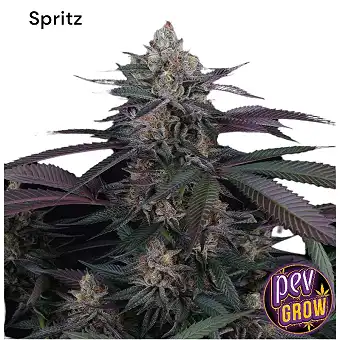 Spritz Perfect Tree Llavors...