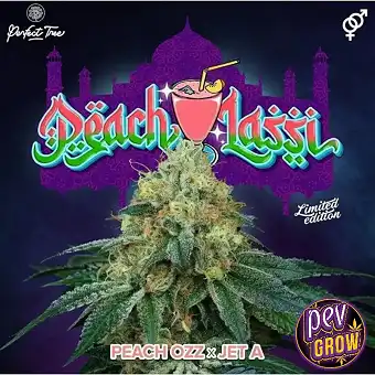 Peach Lassi feminiserte frø...