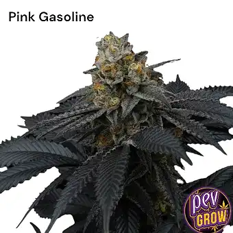 Pink Gasoline Perfect Tree