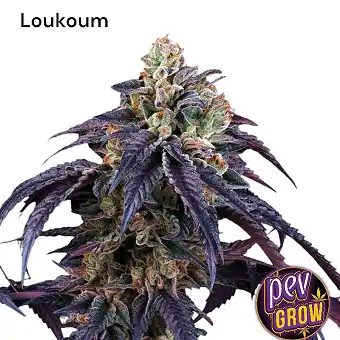 Loukoum Perfect Tree Dişi...