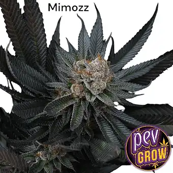 Mimozz Perfect Tree Seeds –...
