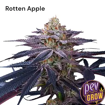 Rotten Apple – Llavors...