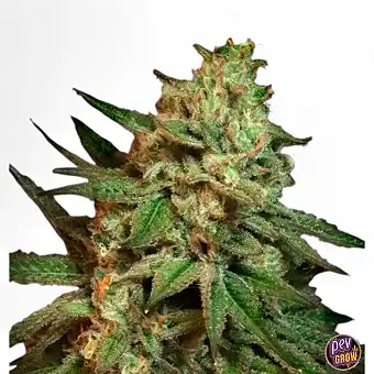 Discover Snoop's Applefrizzle
