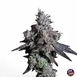 Lady Kush Lady Kush