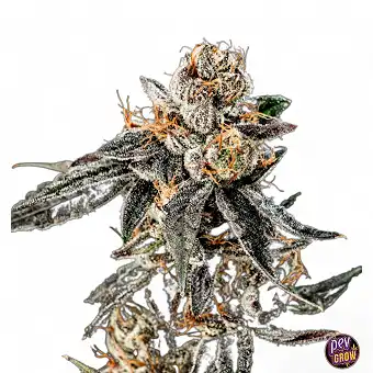 Gelato Punch: A cannabis delight