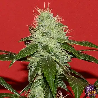 Регулярні насіння Kikiriki...