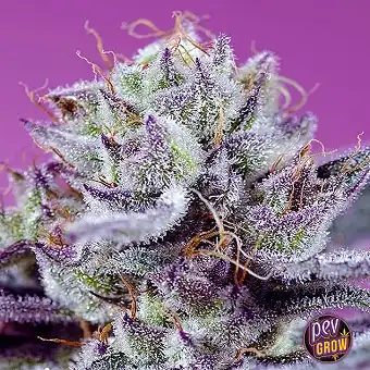 Diablo’s Delight XL Auto®...
