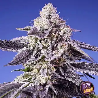 Permanent Jealousy XL Auto®...