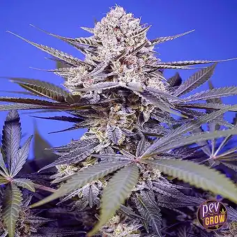 Sweet Seeds'in Pineapple...