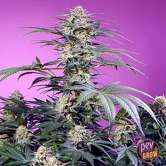 Монстер Мейкер®...