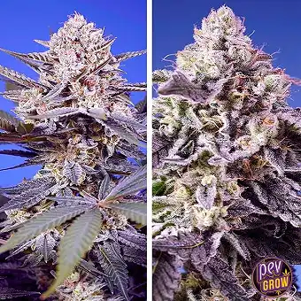 Tropical & Delicious Mix®...