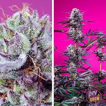 Fruity & Delicious Mix® da...