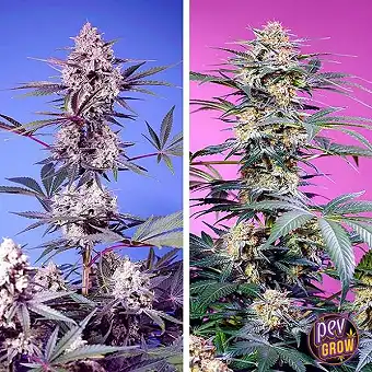 Sweet Monster Mix® Sweet...