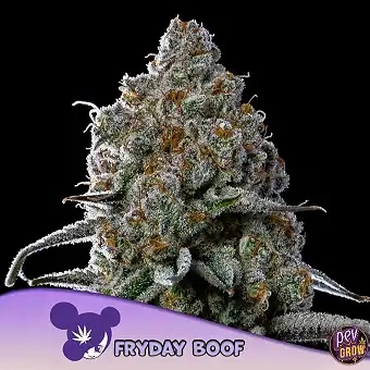 Sementes Fryday Boof Anesia...