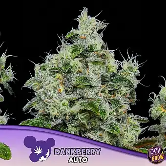 Dankberry Auto Anesia Seeds