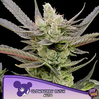 Glowberry Rush Auto Anesia...