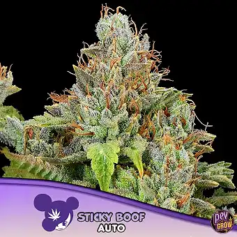 Sticky Boof Auto Anesia Seeds