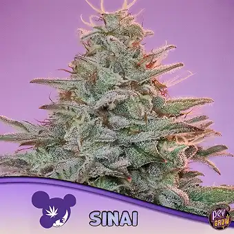 Sinaí Landrace Anesia –...