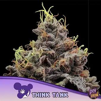 Think Tank da Anesia Seeds...