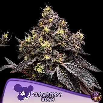 Glowberry Rush Anesia Seeds...