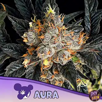 Aura Anesia Seeds – 36% THC...
