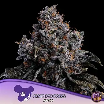 Grape Pop Rocks Auto Anesia...