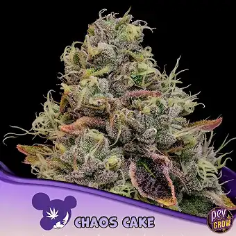 Chaos Cake Anesia Seeds