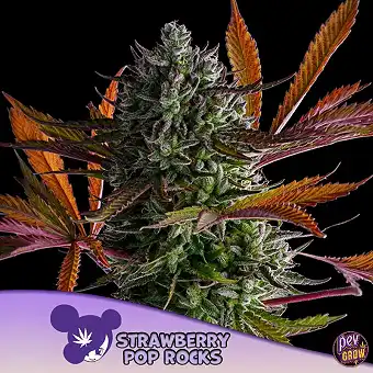 Strawberry Pop Rocks de...