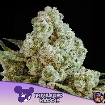 Privileged Baddie Anesia...