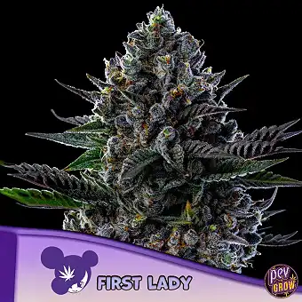 First Lady Anesia Seeds