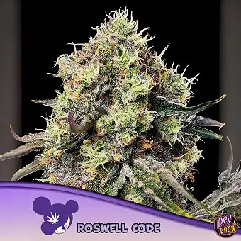 Roswell Code Anesia Seeds