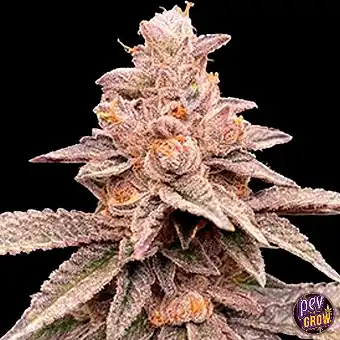 Banana Latte Gefeminiseerde...