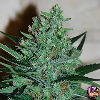 White Lavender Feminized...