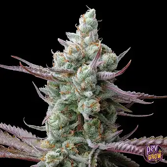 Sacred Amnesia Seedstockers