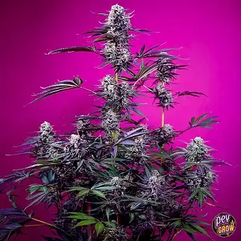 Studio 54 Stardust Auto® –...