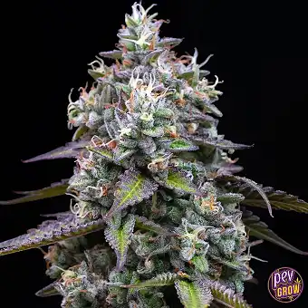 Zoap Barneys Farm – Llavors...