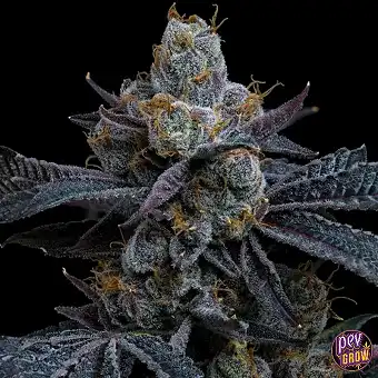 White Runtz Strain van...