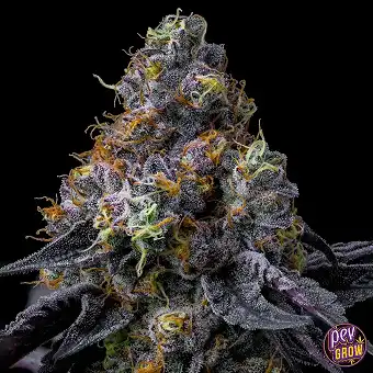 Rainbow Sherbet Στέλεχος...