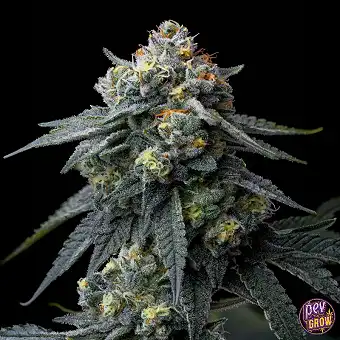 Jealousy Strain van Barneys...