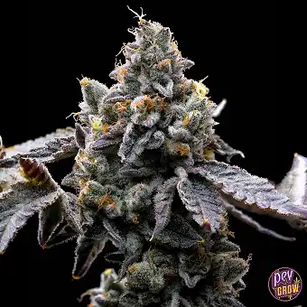 GMO Cookies de Barney's Farm