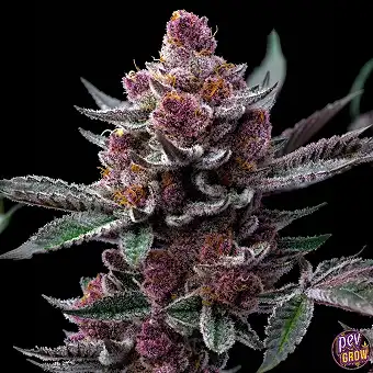 Cherry Poppers Strain von...