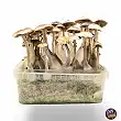 Magic Mushrooms Brazil Magic Mushrooms Brazil