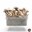 Leucistic Golden Teacher Zauberpilze Leucistic Golden Teacher Zauberpilze