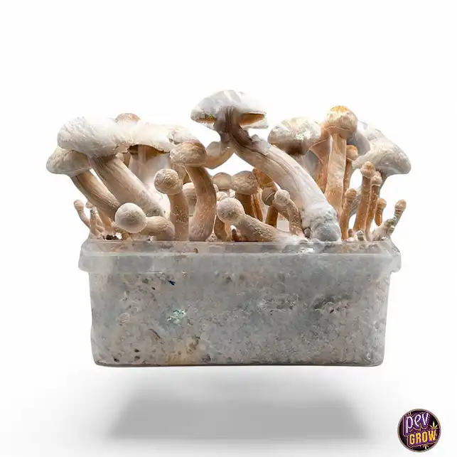 Leucistic Golden Teacher Magic Mushrooms