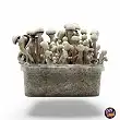 Leucistic Magic Mushrooms